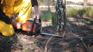 Lawn Watering Services in Newport, DE
