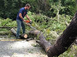 Best Tree Removal  in Newport, DE