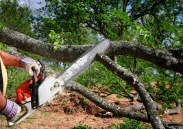 Best Commercial Tree Services  in Newport, DE