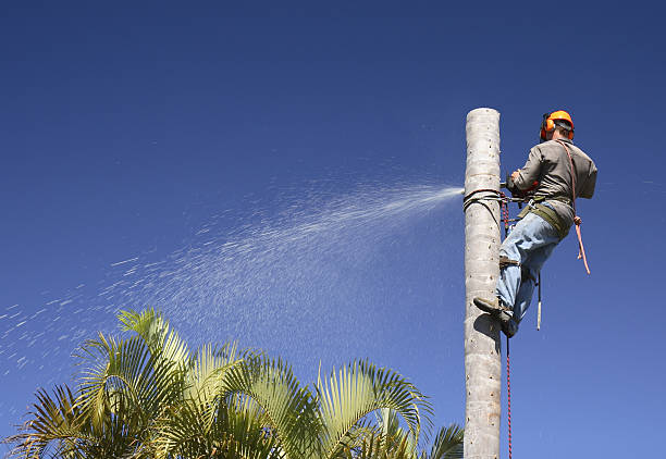 Best Hazardous Tree Removal  in Newport, DE