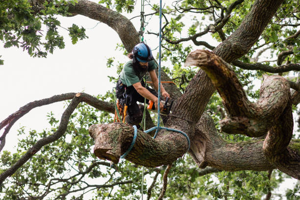 Best Tree Health Inspection  in Newport, DE