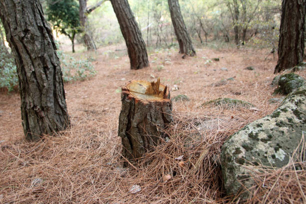 Best Leaf Removal  in Newport, DE