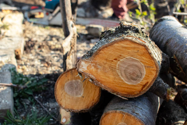 Best Firewood Processing and Delivery  in Newport, DE