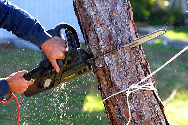 Best Hedge Trimming  in Newport, DE