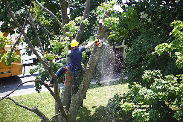 Leaf Removal in Newport, DE