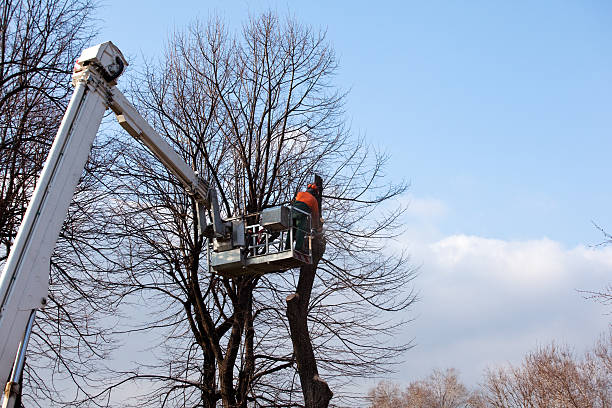 Best Hedge Trimming  in Newport, DE