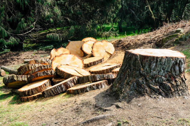 How Our Tree Care Process Works  in  Newport, DE